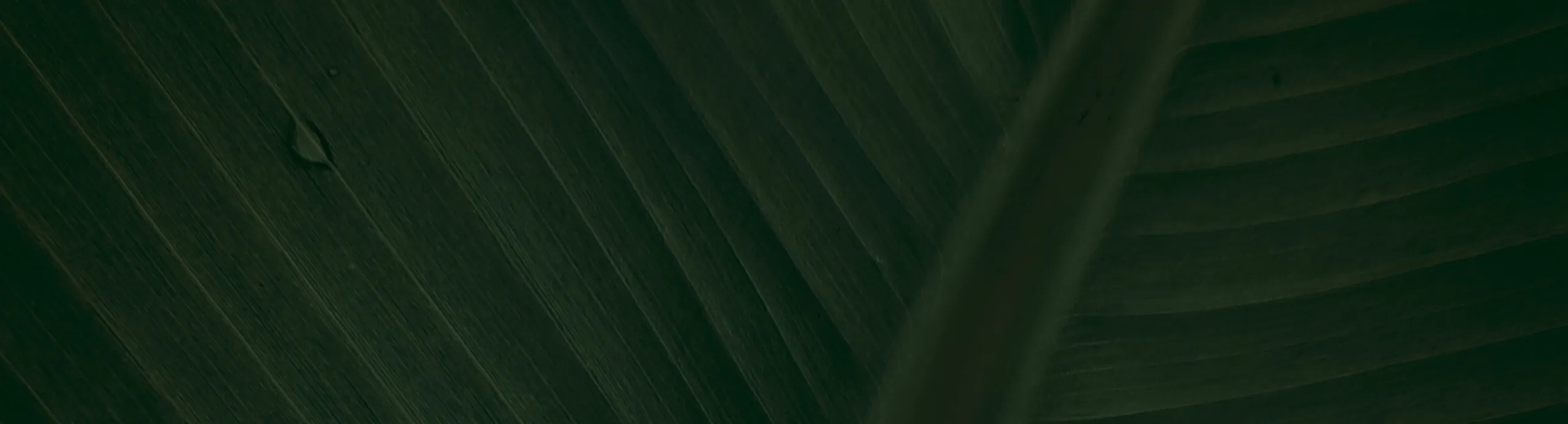 Café de la Abuela Elina – 250 gr de Café Caturra Especial